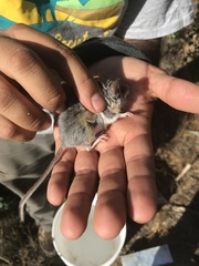 Peromyscus truei