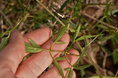 Clematis linearifolia