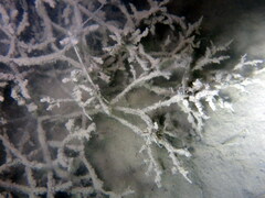 Amathia verticillata