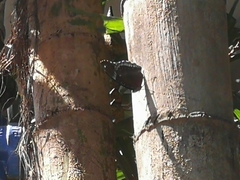 Hypolimnas bolina
