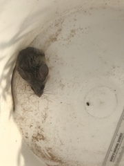 Peromyscus truei