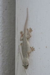 Hemidactylus frenatus