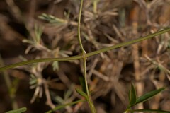 Clematis linearifolia