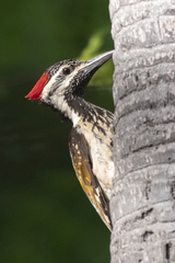 Dinopium benghalense