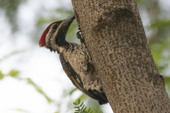 Dinopium benghalense