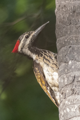 Dinopium benghalense