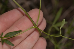 Clematis linearifolia