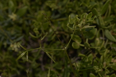 Clematis linearifolia