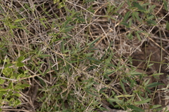 Clematis linearifolia