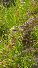 Bromus inermis