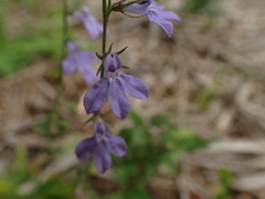 Lobelia gattingeri
