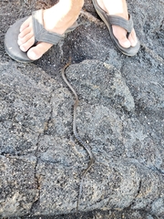 Pseudalsophis occidentalis