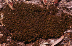 Bryophyta