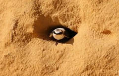 Cheramoeca leucosterna