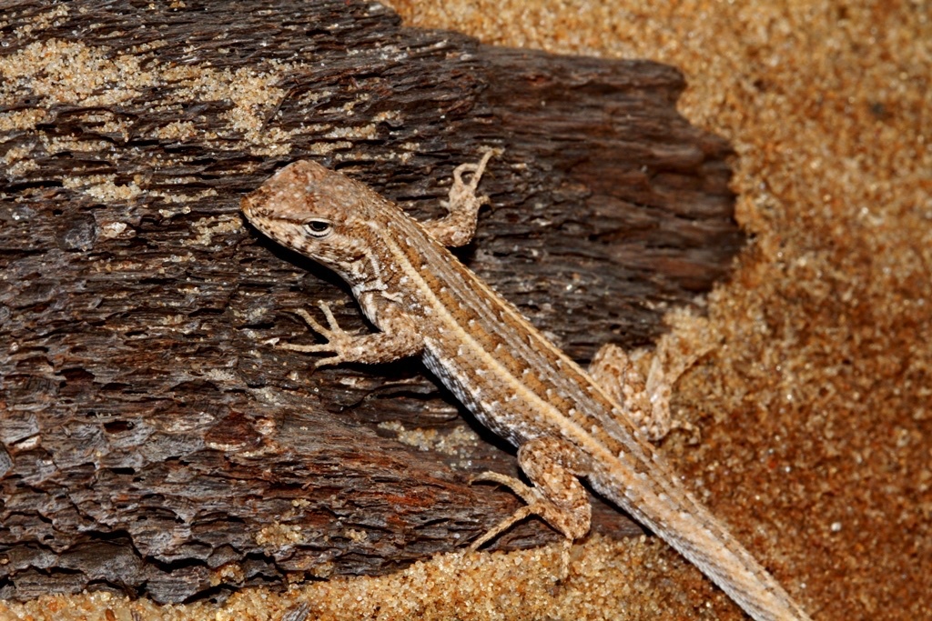 Azara's Sand Lizard photo 4