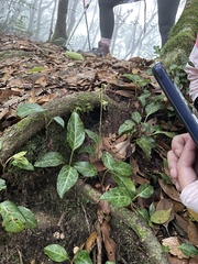 Pyrola alboreticulata