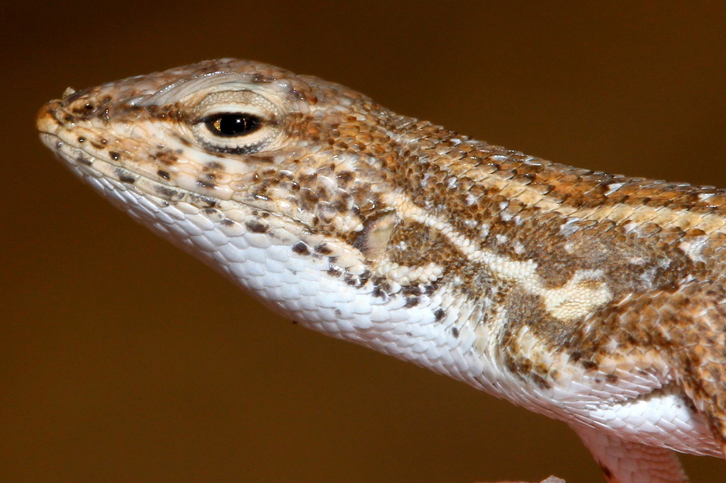 Azara's Sand Lizard