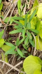 Andromeda polifolia