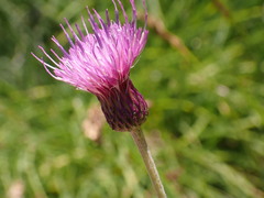 Cirsium rivulare