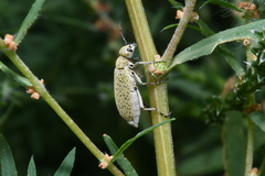 Epicauta maculata-group