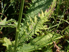 Cirsium rivulare