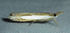 Crambus sperryellus