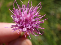 Cirsium rivulare