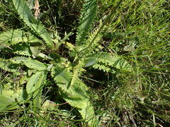 Cirsium rivulare