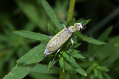 Epicauta maculata-group