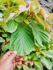Hymenodictyon obovatum