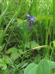 Polygala alpicola