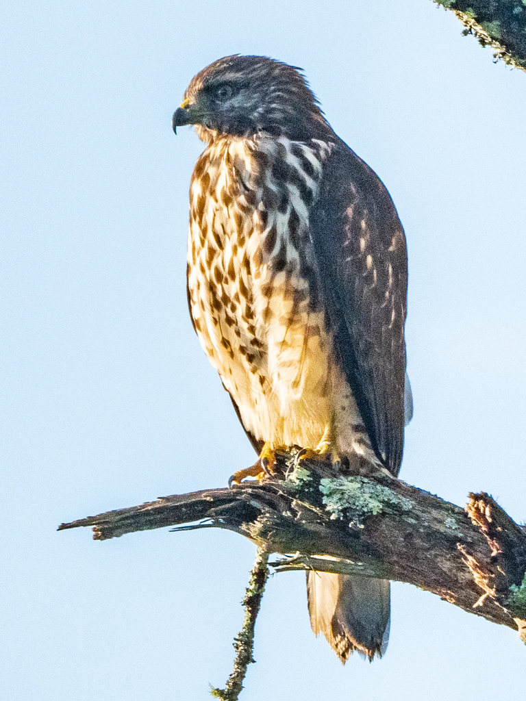 Red-shouldered Hawk from Avery County, NC, USA on August 7, 2022 at 07: ...