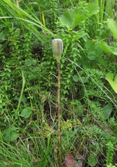Fritillaria collina