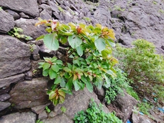 Hymenodictyon obovatum