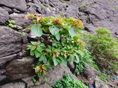 Hymenodictyon obovatum