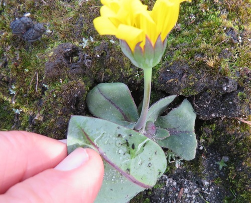 Othonna bulbosa