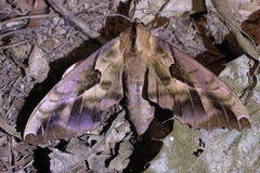Phyllosphingia dissimilis