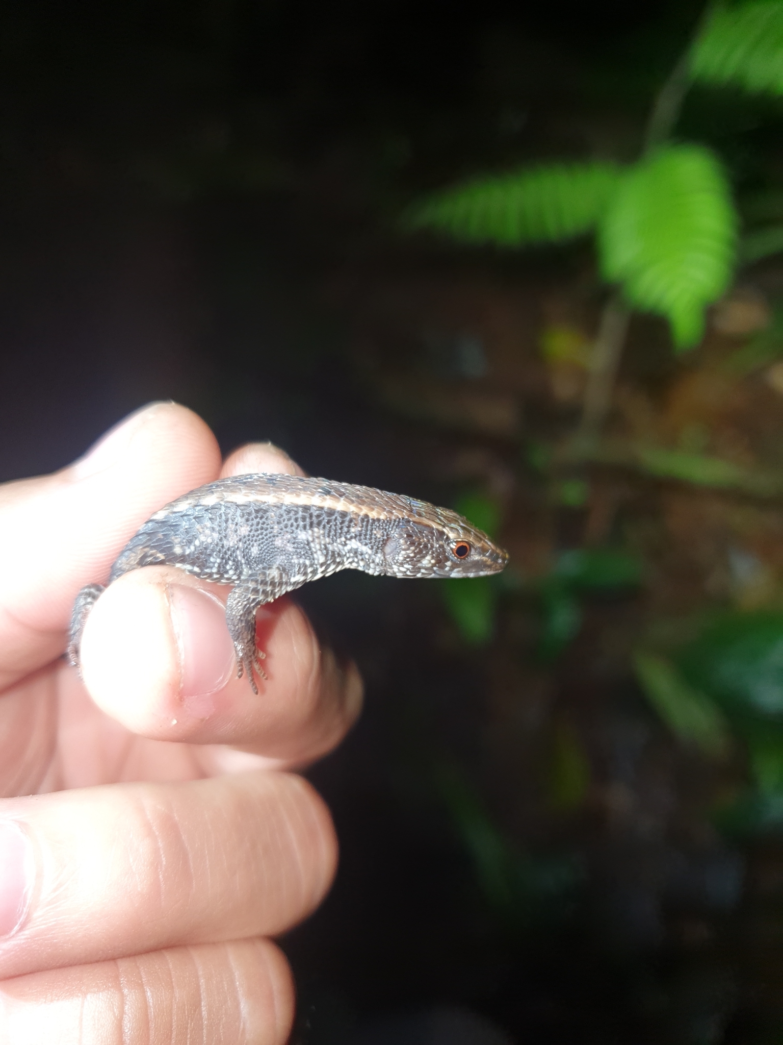 Alopoglossus atriventris Duellman, 1973