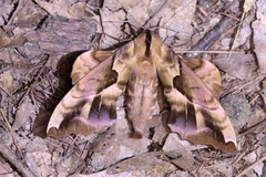 Phyllosphingia dissimilis