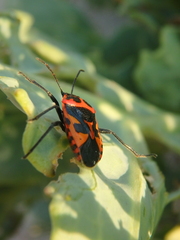 Eurydema spectabilis