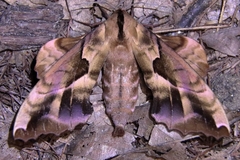 Phyllosphingia dissimilis