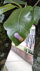 Mimocalla gigantea
