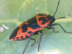 Eurydema spectabilis