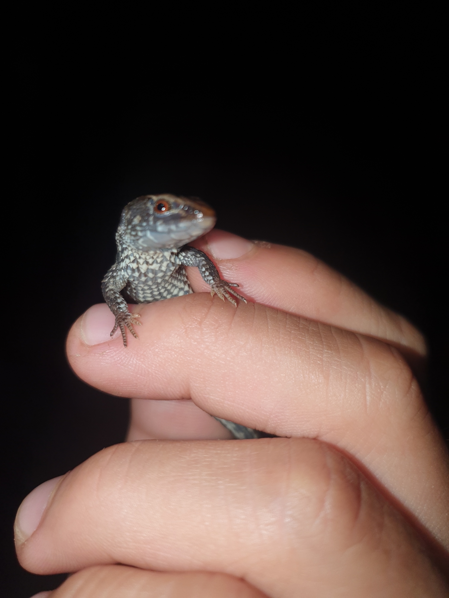 Alopoglossus atriventris Duellman, 1973