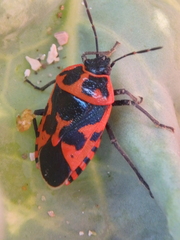 Eurydema spectabilis