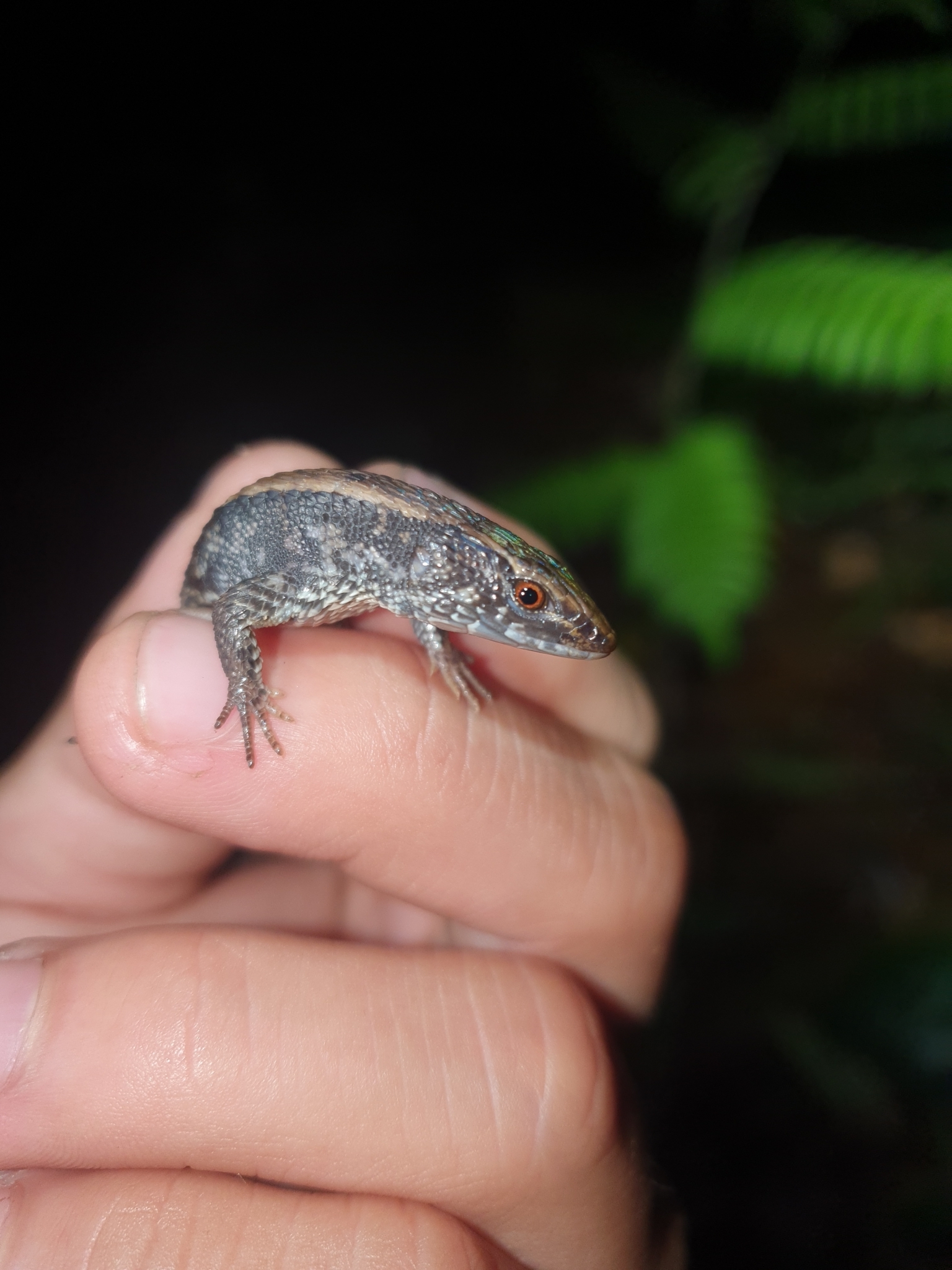 Alopoglossus atriventris Duellman, 1973