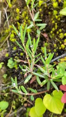 Andromeda polifolia