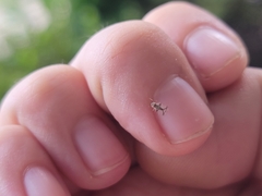 Stephanitis pyrioides