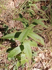 Pentanema salicinum