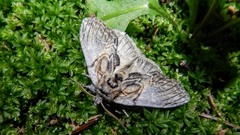 Peridea basitriens